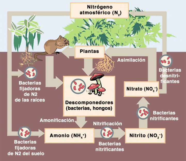 proceso de obtencion nitrogeno plantas