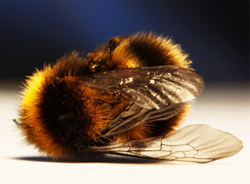 abeja muerta de cerca
