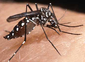 mosquito-dengue-aedes