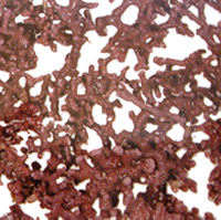 alga roja, Lithothanium calcareum