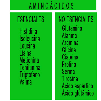 aminoacidos-esenciales