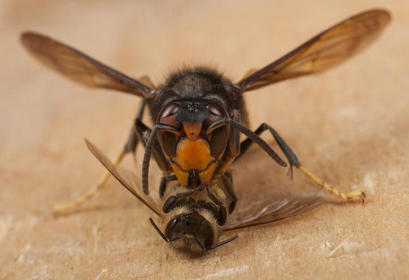 avispa-asiatica-mata-abeja