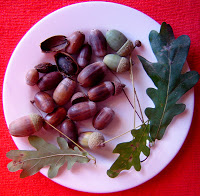 bellotas y hojas de roble, quercus