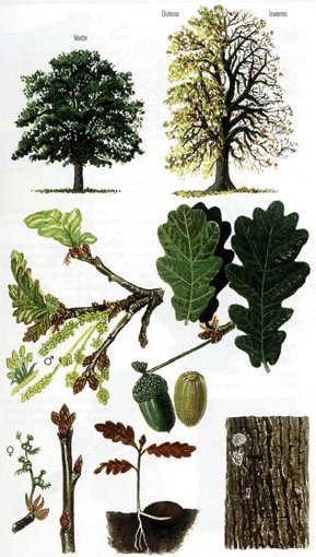 ilustacion quercus robur, roble, ramas y bellotas