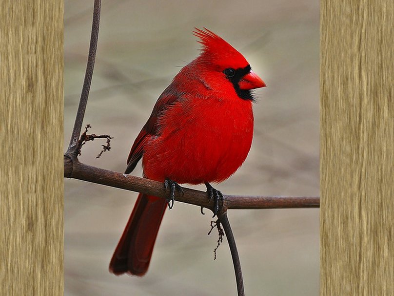 cardenal-rojo