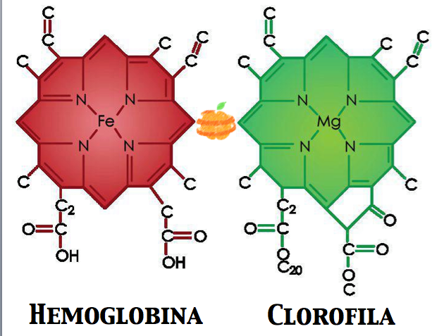 comparacion hemoglobina clorofila