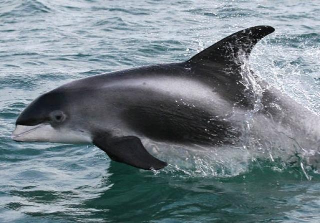delfin-hocico-blanco