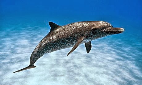 delfin-pintado