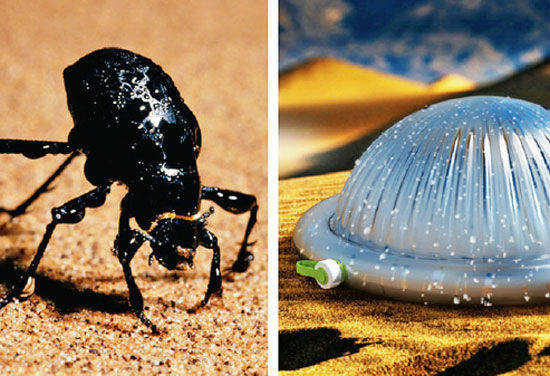 escarabajo de namibia - sistema de recogida de agua