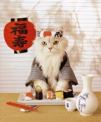 gato simpático cocinero sushi
