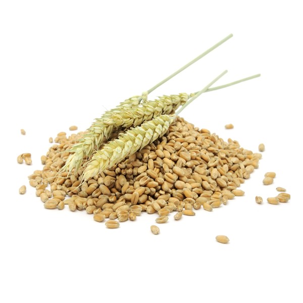 germen de trigo en grano y espigas