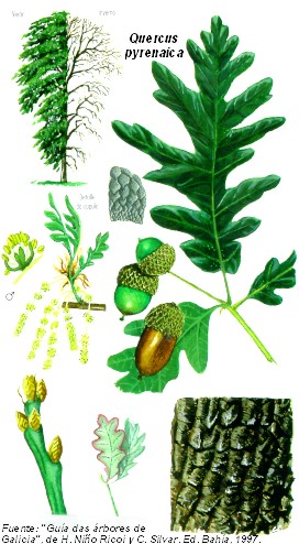 ilustración roble pyrenaica, hojas bellotas y corteza