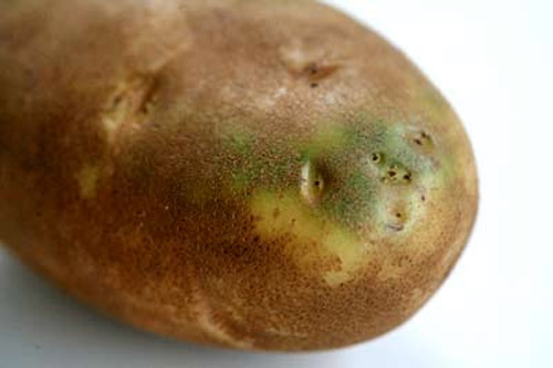 patata verde, papa soleada, luneada