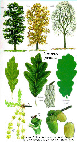 quercus petraea, roble albar, ilustracion hojas y bellotas