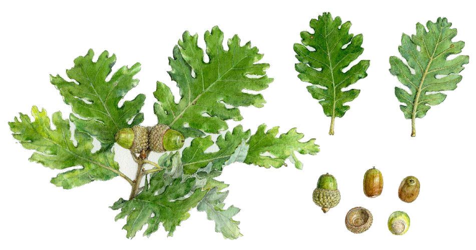 quercus pubescens, hojas y bellotas