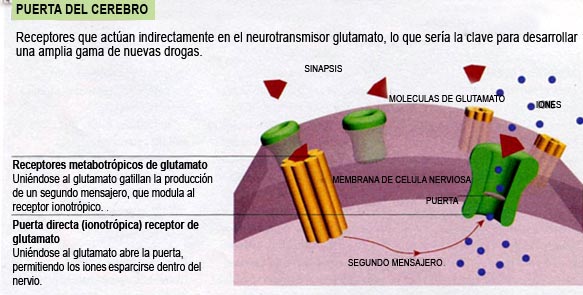 grafico cerebro - neurotrasmisores glutamato monosodico