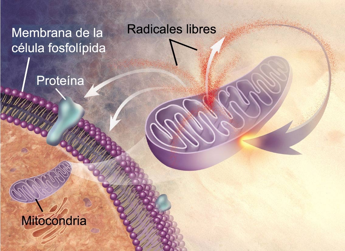 ilustración radicales libres, membrana fosfolípida, proteína, mitocondria