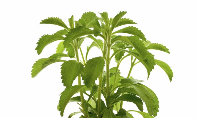 planta de stevia